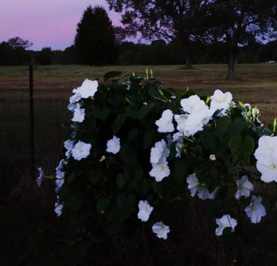 1 Pack of 10 SEEEDS Moonflower - Ipomoea noctiflora alba