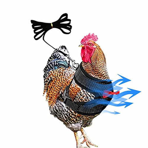 Pollo para Gallina...