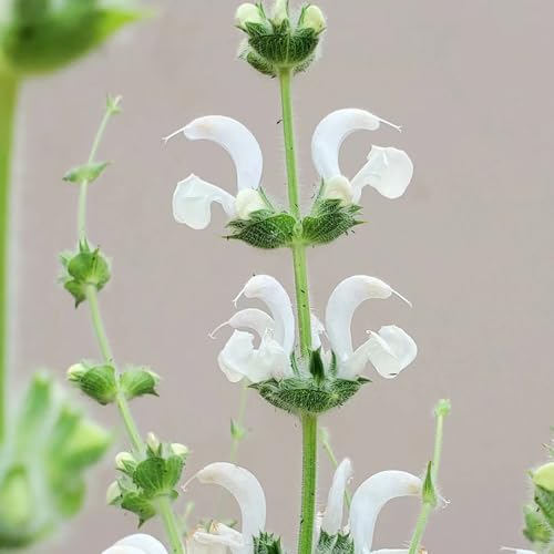 semillas de salvia orgánica, verdes semillas de silvestres Siembra otoñal variedades antiguas cobertura suelo 700pcs