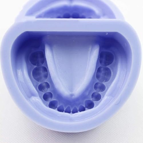 Modèle de dents mandibulaires AMITD en silicone taille réelle