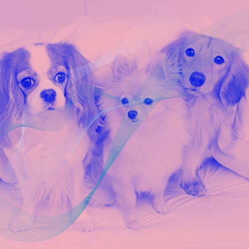 Play Contemporary Latin Trumpet Background for Freshly Groomd Pups by