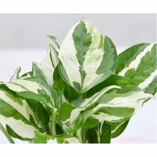 WoFLoo Money Plant Marble Prince Scindapsus n Joy - Plant Pothos Plant Devils Ivy and Silver Vine (B0B3JC2P4W) Amazon Price History, Amazon Price Tracker