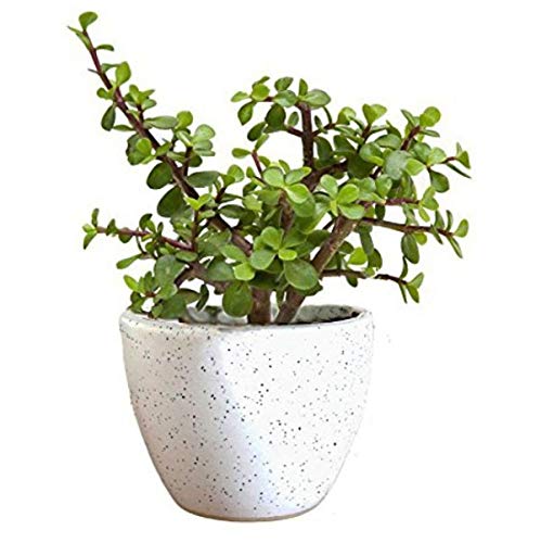 VAMSHA NATURE CARE Jade Plant | Good Luck Jade Plant pack of 1 | Jade Plant Indoor Live Plant |Jade Plant With Pot | Office Desk Balcony | Indoor Plants For Living Room | Indoor Plants With Pots (B0CKHY8K98) Amazon Price History, Amazon Price Tracker