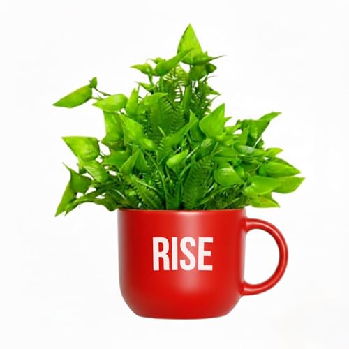 Image of Dekorly Colorful Wall-Mounted Mug Planters with Faux Greenery(20 CM)- Wall Decorative Pots for Vibrant Home & Office Decor| (3, Rise Shine Succeed)