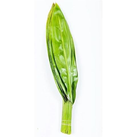 Fresh Ti Leaf Large Bunch Great Green Long Lasting Grown in California USA Cover