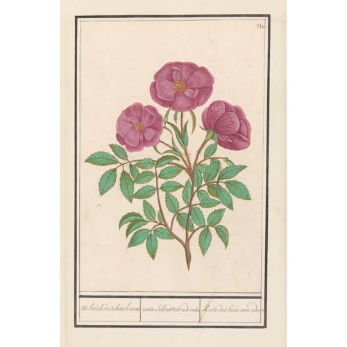 ArtDirect Wilde roos (Rosa) Welriekende bosch roose rosa silverstris adorata. Fragrant wood rose (1596-1610) Art Print Giclee Poster by Anselmus Boëtius de Boodt - Customization Sizes 7x10, 9x14, 13x20, 24x36, 31x48 and 39x60 inches