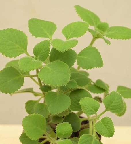 Image of Ajwain /ajwine Medican Plant with Pot (Pack of 1) | Live Plant, Indoor Use