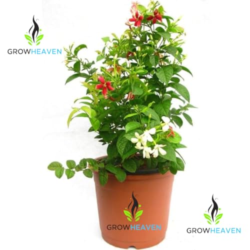 Image of live plants (MADHUMALTI FLOWER PLANT)