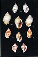 Recent Cassidae 3925919244 Book Cover