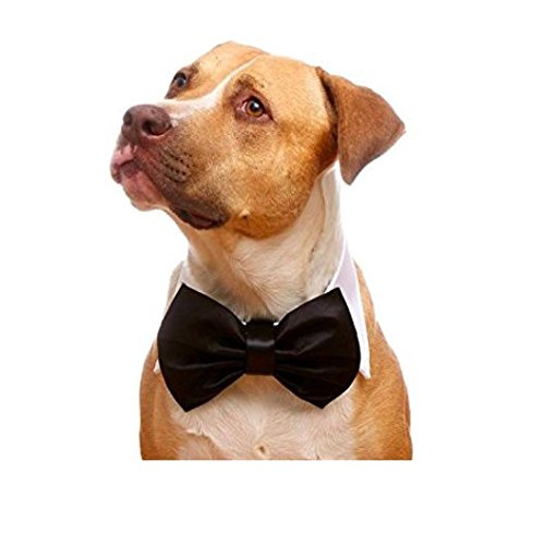 That Dog In Tuxedo White Tux Dog Bow Tie Collar - L (B01KPXIS6E) Amazon Price History, Amazon Price Tracker