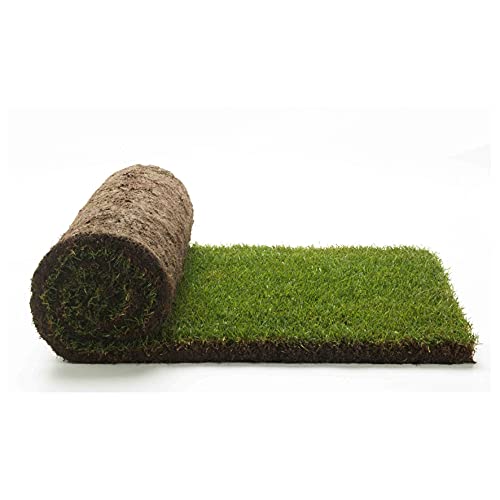 Césped natural real - Césped natural real listo para usar, césped de jardín, 40 cm x 123 cm, plantas reales