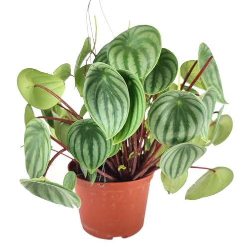 Peperomia Watermelon (6 inch) - Pet-Friendly Houseplants