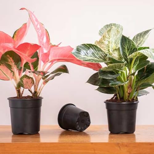 Image of 4 Inch Heavy Duty Plastic Planter | Grower Pot /Garden Pot for Home & Garden (Black) (Pack of 6)