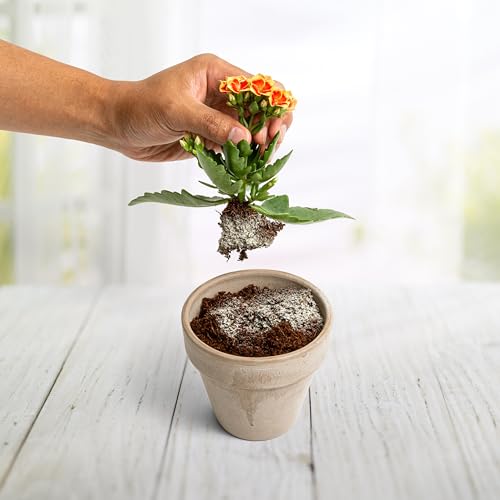Myco Bliss Powder + Kelp Bliss Fertilizante Natural para Plantas miniatura 7