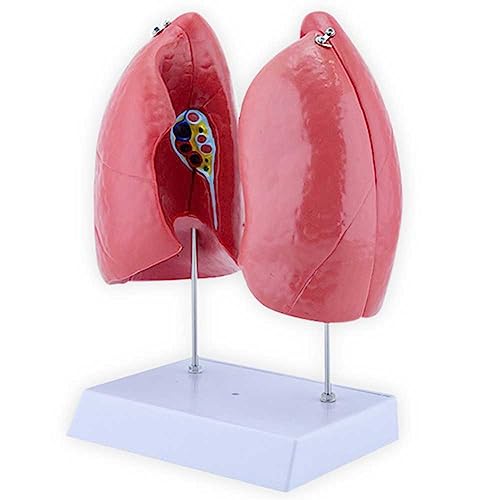 Mannequin de taille réelle AMITD avec 4 pièces d'apprentissage amovibles