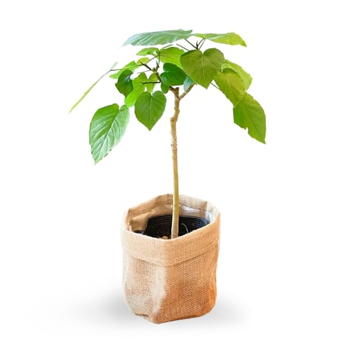 bloomee(u[~[) Ex[^ ϗtA (5 z Jo[ t) { ^ p  (^Abv C )  CeA 傫 (Mtg v[g j) S҂łĂ₷