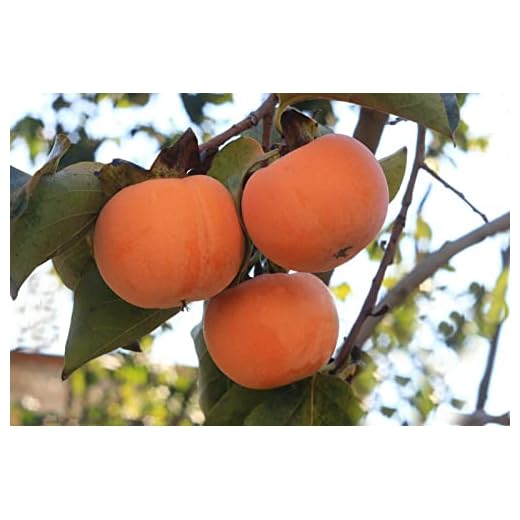 Portal Cool 10 pc/sacchetto: semi giardino della casa Pianta Delicious albero di cachi Semi Diospyros frutta Wst