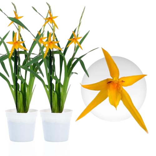 Verdaderas orquídeas Brassia Anita. 2 grandes plantas de interior de Holanda. Altura de 30 a 40 cm, con flores ligeramente perfumadas
