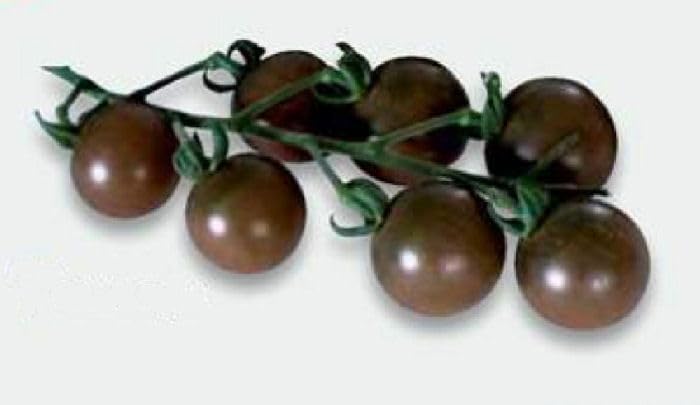 3 x Chocolate Cherry Tomato Plug Plants (Complex Exceptionally Sweet Smoky Flavour)