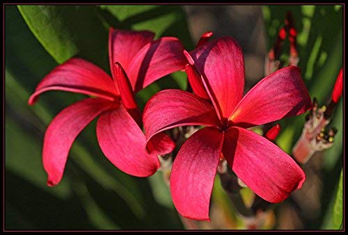 Amazon.com : 1 Pk Red Hawaiian Frangipani Plumeria Cutting Zk9