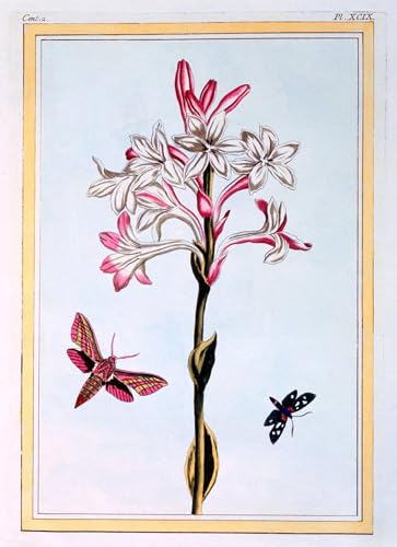 Toile de Pierre Buchoz pour salon - Impression murale tubéreuse 60x90cm
