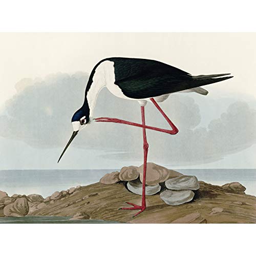 Audubon Birds Long Leg Avocet Painting Unframed Wall Art Print Poster Home Decor Premium Aves...