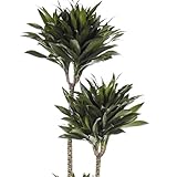 Verdecora Dracena Compacta | Dracaena Fragans | Planta resistente y fácil de cuidar | Perfecta para decorar el hogar | Planta natural de interior (3 Litros)