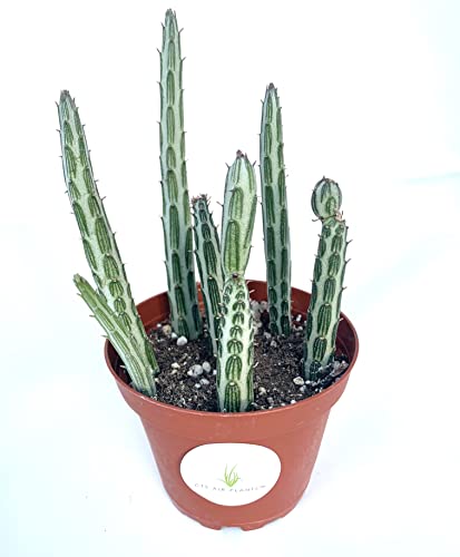 Pickle Plant Succulents Senecio Stapelliformis Rooted in 4" Pot