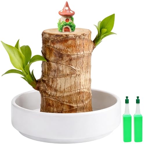 Brazilian Wood Plant Mushroom Ornament Indoor Plants Lucky Bamboo Plant for Home and Office Decor Air Purifying Plants for Small Spaces