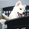 Pet-Playpen-Foldable-Gate-for-Dogs-Heavy-Plastic-Puppy-Exercise-Pen-with-Door-Portable-Indoor-Outdoor-Small-Pets-Fence-Puppies-Folding-Cage-6-Panels-Medium-Animals-House-Supplies Heavy Plastic Puppy Exercise Pen with Door