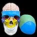Human Skull with Brain Anatomical Model,Color-Coded Partitioned Skullï¼ŒLife-Size Anatomy for Science Classroom Study Display Teaching Model