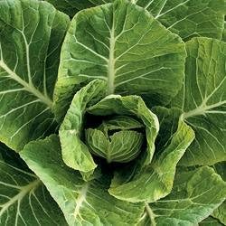Collards Vates Great Heirloom Vegetable by Seed Kingdom Bulk 1 Lb Seeds