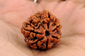 QUEEN-GEMS Nine Mukhi Nepali Original Rudraksha 9 Mukhi Rudraksha Original Certified Blessed by Goddess Durga MATA Real Rudraksha for Worship & Wearing Purpose