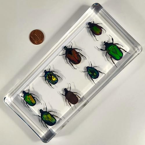 Image of Real 8pcs Green Rose Chafer Beetles in 6.3 inch Crystal Clear Lucite Resin Paperweight Specimen Preserved Bug Taxidermy Crafts Collection for Biology Science Education & Desk Ornament Display
