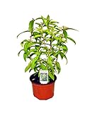 ' ZitronenstrauchZitronenverbene: Frische Blätter als Tee und Erfrischungsgetränk.&nbspAloysia triphylla,&nbspmehrjährig'