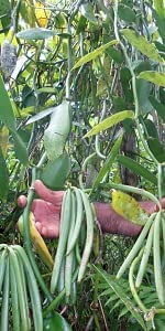 Royal Brand Vanilleschoten gemahlen | Vanillepulver 50 g / 100% reines gemahlenes Vanillepulver