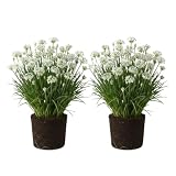 Set of 2 Garlic Chives Live Starter Plants, 4-8 Inches