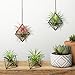 LuckyOpt Hanging Air Plants Holders, 2Pcs Metal Air Plant Hangers for S-M Sized Air Plants, Himmeli Geometric Planter to Add a Sense of Style and Relaxation for Home Office Wedding (Black, 2pcs)