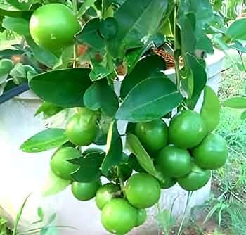 Image of All-Time12 Months Hybrid Grafted Guti Kolom Live Fruit Plant Original & Authentic for Outdoor Fast-Growing Fruit Plant Home Pack Of-1 (kagzi lemon plant pack of-1, Medium)