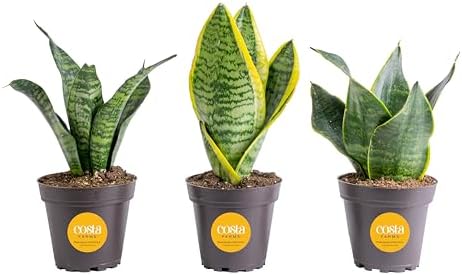 Costa Farms Snake Plant, Live Plants in Plastic Pots, Easy to Mai...