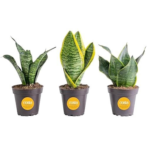 Costa Farms Snake Plant, Live Indoor Plants, Air Purifying, Easy Low Light