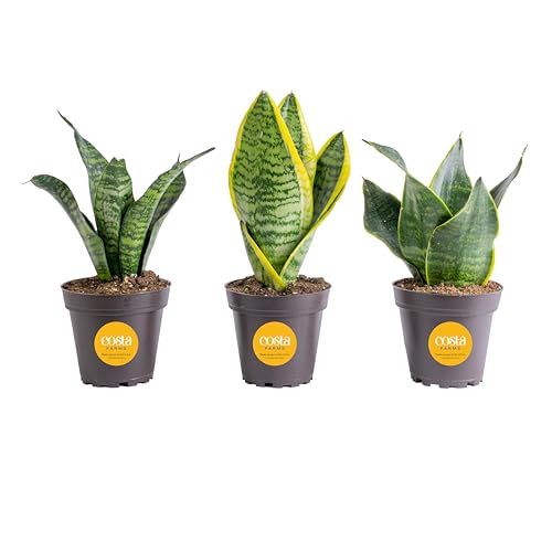 Costa Farms Snake Plant, Live Plants in Plastic Pots, Easy to Maintain, Air Purifying Indoor...