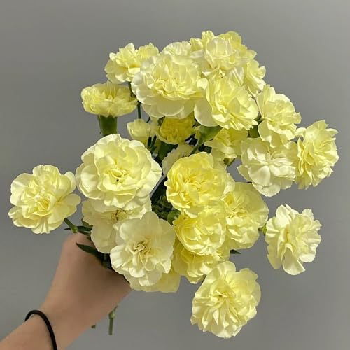 semi di garofano perenne, garofano dolce resistenti all'esterno di garofano to perenni ornamentali decorazione per luoghi 2000pcs