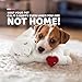 ALL FOR PAWS Heartbeat Dog Toy for Puppy - Dog Anxiety Relief & Behavioral Training | Puppy Heartbeat Stuffed Animal Plush Toy | Perfect for Dog Sleep Aid