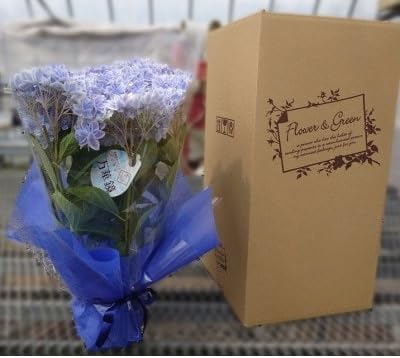 (お届け:2026年4月下旬より開始)アジサイ「万華鏡」5号鉢