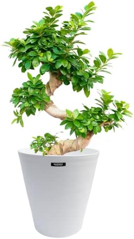 ガジュマルS字 育てやすい大型サイズ 7号 高さ70～80cm 観葉植物 受け皿付き インテリア 玄関 リビング オフィス 贈り物 プレゼント