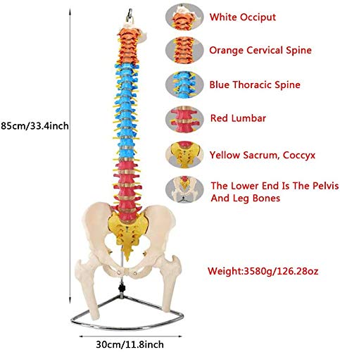 ZAPION Torso- und Skelettmodelle Anatomisch, weibliche Anatomiefigur