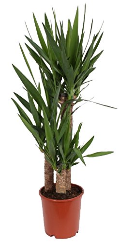 3er Tuff Yucca-Palme, Palm-Lilie, (Yucca elephantipes), 3 Stämme, ca. 95 cm hoch, Zimmerpflanzen, Kübelpflanzen, Palme