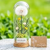 Wunscherfüller Pusteblume im Glas 16x6cm, Wunscherfüller Geldgeschenk für Frauen Freundin Blumen im Glas Deko für Geburtstag Hochzeit Jugendweihe Valentinstag