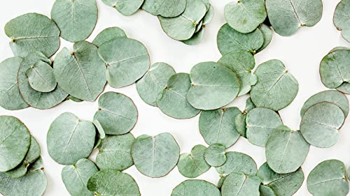 Eucalyptus Seeds Silver Dollar, Eucalyptus Cinerea, Fragrant (2,500 Seeds) #TOP2